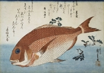 Hiroshige, Utagawa - Goldbrasse