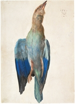 Dürer, Albrecht - Tote Blauracke
