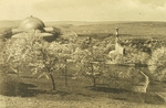 Russischer Fotograf - Blick auf das Goetheanum und Heizhaus