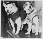 Unbekannter Fotograf - Belka und Strelka