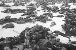 Unbekannter Fotograf - Deutsche gefallene Soldaten nach der Schlacht um Stalingrad