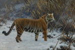 Ungewitter, Hugo - Tiger im Schnee