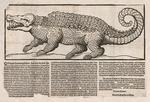 Unbekannter Künstler - Flugblatt mit Abbildung eines Krokodils