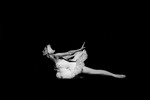 Unbekannter Fotograf - Maja Plissezkaja im Ballett Der sterbende Schwan von Camille Saint-Saëns