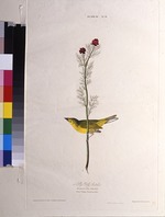 Audubon, John James - Selby's Fly Catcher. Aus Die Vögel Amerikas