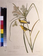 Audubon, John James - Der Rostscheitel-Waldsänger. Aus Die Vögel Amerikas