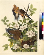 Audubon, John James - Die Carolinataube oder Trauertaube. Aus Die Vögel Amerikas