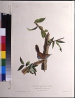 Audubon, John James - Der Buschzaunkönig. Aus Die Vögel Amerikas