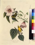 Audubon, John James - Blue winged yellow warbler. Aus Die Vögel Amerikas