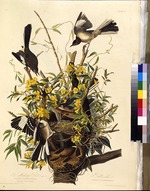 Audubon, John James - Die Spottdrossel. Aus Die Vögel Amerikas