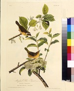 Audubon, John James - Das Weiden-Gelbkehlchen. Aus Die Vögel Amerikas