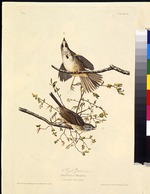 Audubon, John James - Die Singammer. Aus Die Vögel Amerikas