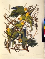 Audubon, John James - Der Karolinasittich. Aus Die Vögel Amerikas