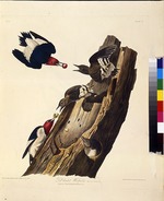 Audubon, John James - Der Rotkopfspecht. Aus Die Vögel Amerikas