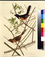 Audubon, John James - Die Rötelgrundammer. Aus Die Vögel Amerikas