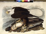 Audubon, John James - Der Weißkopfseeadler. Aus Die Vögel Amerikas