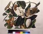 Audubon, John James - Der Schwarzschnabelkuckuck. Aus Die Vögel Amerikas