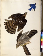 Audubon, John James - Stanley Hawks. Aus Die Vögel Amerikas