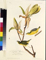 Audubon, John James - Der Kentuckywaldsänger. Aus Die Vögel Amerikas
