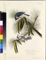 Audubon, John James - Die Schwarzhäubchenmeise. Aus Die Vögel Amerikas