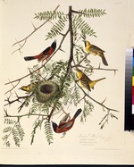 Audubon, John James - Der Gartentrupial. Aus Die Vögel Amerikas
