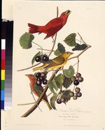 Audubon, John James - The Summer Red Bird. Aus Die Vögel Amerikas