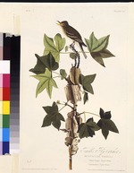 Audubon, John James - Traill's flycatcher. Aus Die Vögel Amerikas