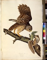 Audubon, John James - Der Streifenkauz. Aus Die Vögel Amerikas