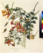 Audubon, John James - Rubinkehlkolibri. Aus Die Vögel Amerikas
