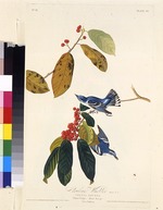 Audubon, John James - Der Pappelwaldsänger. Aus Die Vögel Amerikas