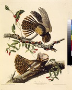Audubon, John James - Die Carolinanachtschwalbe. Aus Die Vögel Amerikas
