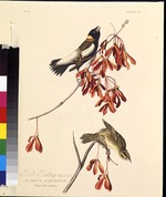 Audubon, John James - Der Reisstärling. Aus Die Vögel Amerikas