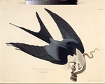 Audubon, John James - Der Schwalbenweih. Aus Die Vögel Amerikas