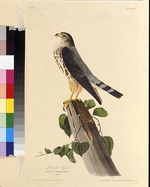 Audubon, John James - Der Merlin. Aus Die Vögel Amerikas