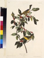 Audubon, John James - Der Rubinfleck-Waldsänger. Aus Die Vögel Amerikas