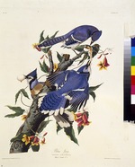 Audubon, John James - Der Blauhäher. Aus Die Vögel Amerikas