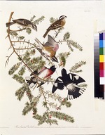 Audubon, John James - Der Rosenbrust-Kernknacker. Aus Die Vögel Amerikas