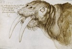 Dürer, Albrecht - Kopf eines Walrosses