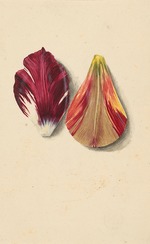 Merian, Maria Sibylla - Einzelne Tulpenblätter
