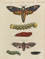 Schüler der Fürstlichen freien Zeichenschule Weimar - Bilderbuch für Kinder (Enzyklopädie für Kinder) von Friedrich Johann Justin Bertuch