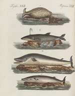 Schüler der Fürstlichen freien Zeichenschule Weimar - Bilderbuch für Kinder (Enzyklopädie für Kinder) von Friedrich Johann Justin Bertuch