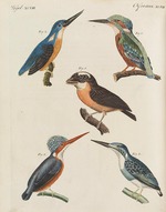 Schüler der Fürstlichen freien Zeichenschule Weimar - Bilderbuch für Kinder (Enzyklopädie für Kinder) von Friedrich Johann Justin Bertuch