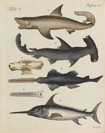 Schüler der Fürstlichen freien Zeichenschule Weimar - Bilderbuch für Kinder (Enzyklopädie für Kinder) von Friedrich Johann Justin Bertuch