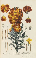 Blackwell, Elizabeth Blachrie - Herbarium Blackwellianum emendatum et auctum