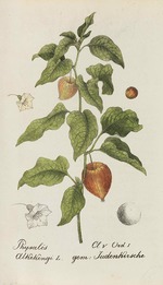 Labram, Jonas David - Sammlung von Schweizer Pflanzen 