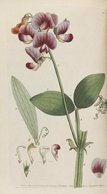 Martyn, Thomas - Flora rustica