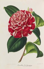 Verschaffelt, Ambroise Alexandre - Nouvelle iconographie des Camellias