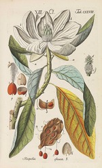 Schkuhr, Christian - Botanisches Handbuch