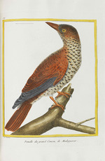 Leclerc de Buffon, Georges-Louis - Histoire naturelle. Oiseaux. Planches enluminées