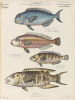 Oudart, Paul Louis - Cours d'histoire naturelle